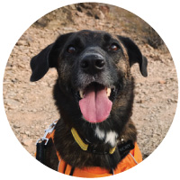 Rory - dog author
